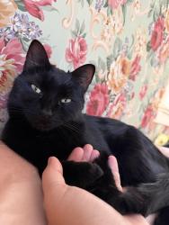 Lost Female Cat last seen Cedar and Cedarview Dr, Beachwood, OH 44122