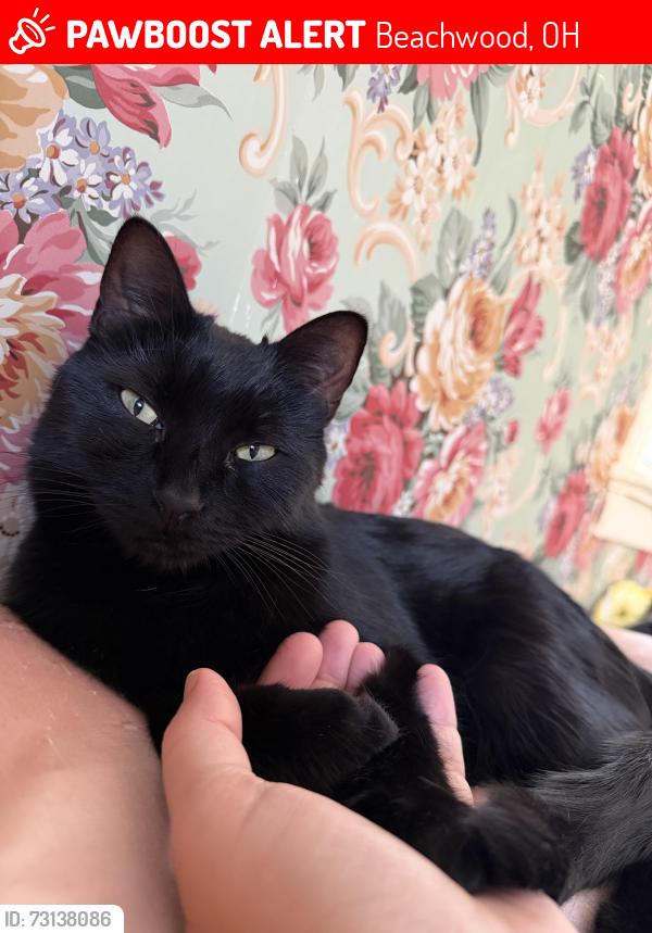 Lost Female Cat last seen Cedar and Cedarview Dr, Beachwood, OH 44122