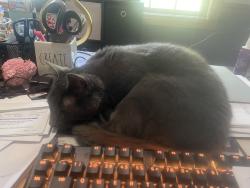 Reunited Male Cat last seen Highland Ave & Tina Trail, Elgin, IL 60124