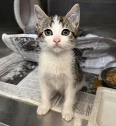 Shelter Stray Female Cat last seen , 957 N Gaffey St, San Pedro, CA 90731, USA