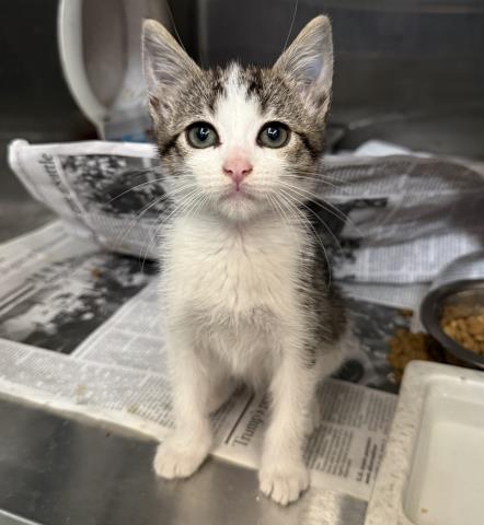 Shelter Stray Female Cat last seen , 957 N Gaffey St, San Pedro, CA 90731, USA