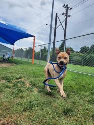 Shelter Stray Male Dog last seen Near BLOCK S 1ST STREET, 3528 Newburg Rd, Louisville, KY 40218, USA