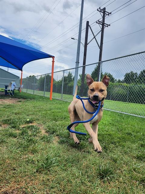 Shelter Stray Male Dog last seen Near BLOCK S 1ST STREET, 3528 Newburg Rd, Louisville, KY 40218, USA