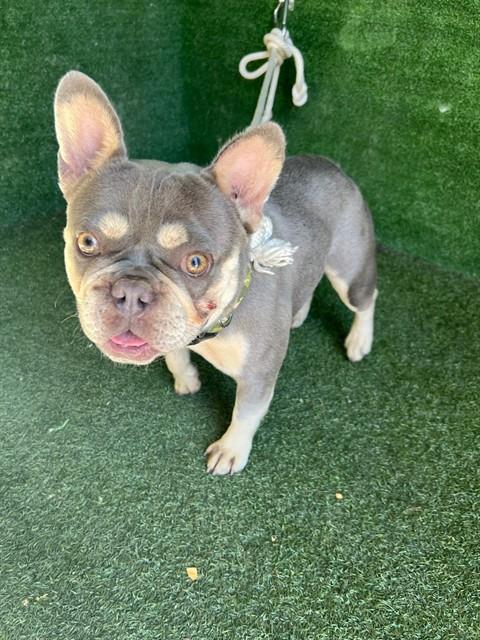 Shelter Stray Male Dog last seen , 5210 W Ave I, Lancaster, CA 93536, USA