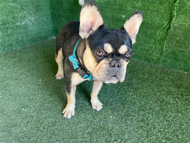 Shelter Stray Male Dog last seen , 5210 W Ave I, Lancaster, CA 93536, USA