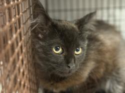 Shelter Stray Female Cat last seen , 3201 Lacy St, Los Angeles, CA 90031, USA