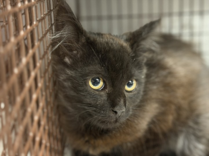 Shelter Stray Female Cat last seen , 3201 Lacy St, Los Angeles, CA 90031, USA