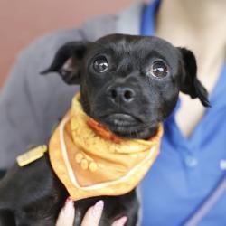 Shelter Stray Male Dog last seen E COMMERCE, 4710 TX-151, San Antonio, TX 78227, USA