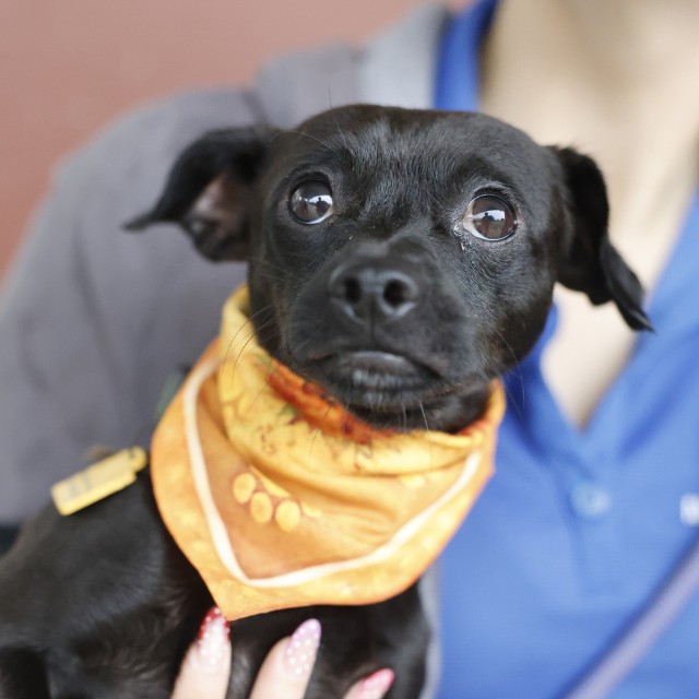 Shelter Stray Male Dog last seen E COMMERCE, 4710 TX-151, San Antonio, TX 78227, USA