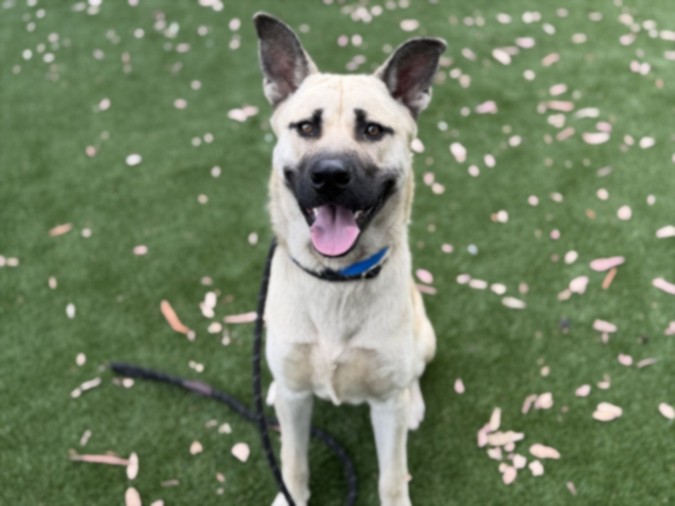 Shelter Stray Male Dog last seen , 3201 Lacy St, Los Angeles, CA 90031, USA