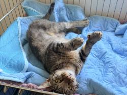 Lost Female Cat last seen 53rd st and Rose, Long Beach, CA 90805