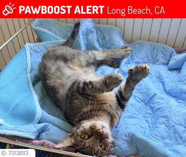Lost Female Cat last seen 53rd st and Rose, Long Beach, CA 90805