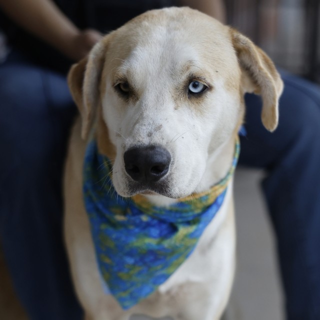 Shelter Stray Male Dog last seen Near BLOCK SLIGO ST, 4710 TX-151, San Antonio, TX 78227, USA