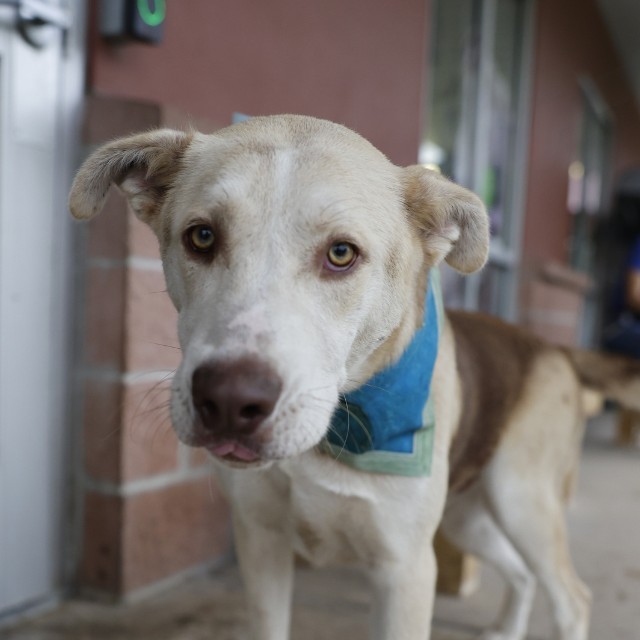 Shelter Stray Male Dog last seen Near BLOCK SLIGO ST, 4710 TX-151, San Antonio, TX 78227, USA