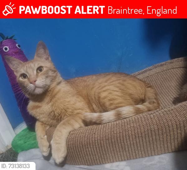 Lost Male Cat last seen Clavering road, Braintree, England 