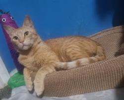 Lost Male Cat last seen Clavering road, Braintree, England 