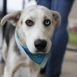 Shelter Stray Female Dog last seen Near BLOCK SLIGO ST, 4710 TX-151, San Antonio, TX 78227, USA