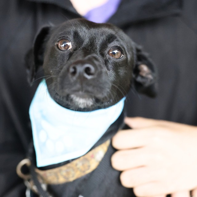 Shelter Stray Male Dog last seen E COMMERCE, 4710 TX-151, San Antonio, TX 78227, USA