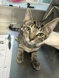 Shelter Stray Male Cat last seen Near BLOCK STINE RD, BAKERSFIELD CA 93313, 3951 Fruitvale Ave, Bakersfield, CA 93308, USA