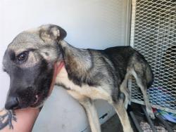 Shelter Stray Female Dog last seen Near BLOCK WOODROW AVE, BAKERSFIELD CA 93308, 3951 Fruitvale Ave, Bakersfield, CA 93308, USA