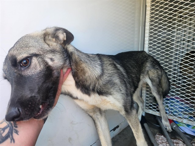 Shelter Stray Female Dog last seen Near BLOCK WOODROW AVE, BAKERSFIELD CA 93308, 3951 Fruitvale Ave, Bakersfield, CA 93308, USA