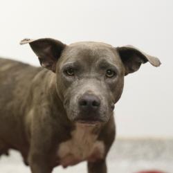 Shelter Stray Female Dog last seen Near BLOCK COCONINO, 4710 TX-151, San Antonio, TX 78227, USA