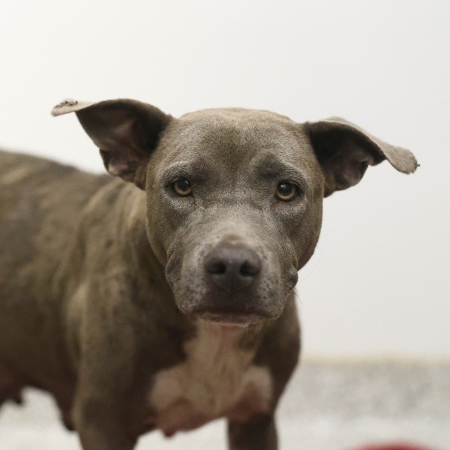 Shelter Stray Female Dog last seen Near BLOCK COCONINO, 4710 TX-151, San Antonio, TX 78227, USA
