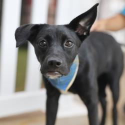 Shelter Stray Female Dog last seen Near BLOCK LAKE WIND, 4710 TX-151, San Antonio, TX 78227, USA