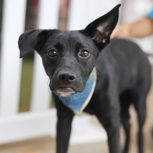 Shelter Stray Female Dog last seen Near BLOCK LAKE WIND, 4710 TX-151, San Antonio, TX 78227, USA