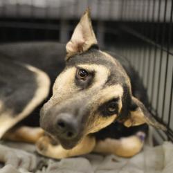 Shelter Stray Male Dog last seen Near BLOCK VERA CRUZ ST, 4710 TX-151, San Antonio, TX 78227, USA