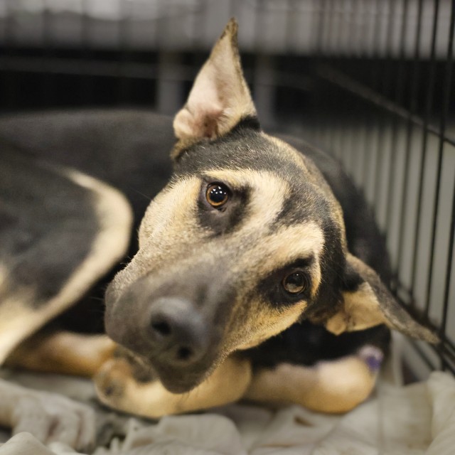 Shelter Stray Male Dog last seen Near BLOCK VERA CRUZ ST, 4710 TX-151, San Antonio, TX 78227, USA