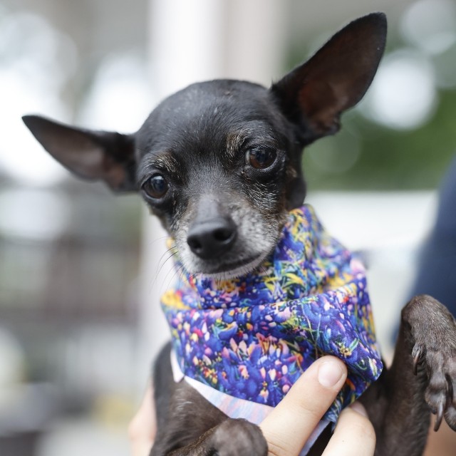 Shelter Stray Female Dog last seen E COMMERCE, 4710 TX-151, San Antonio, TX 78227, USA