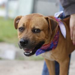 Shelter Stray Male Dog last seen Near BLOCK BENTLEY, 4710 TX-151, San Antonio, TX 78227, USA