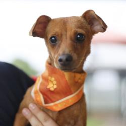 Shelter Stray Female Dog last seen Near BLOCK SURFRIDER, 4710 TX-151, San Antonio, TX 78227, USA