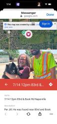 Reunited Male Dog last seen 95th and Plainfield Naperville road, Naperville, IL 60564