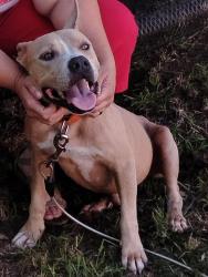 Found/Stray Male Dog last seen The dog was found on howard drive in del City eating garbage a good Samaritan fed him and took him to find help she just happened across my husband and I at the local pantry where after telling us her story asked if we'd take him and help him so I did., Midwest City, OK 73110