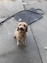 Reunited Female Dog last seen Casto Lane and Holladay Blvd, Holladay, UT 84117