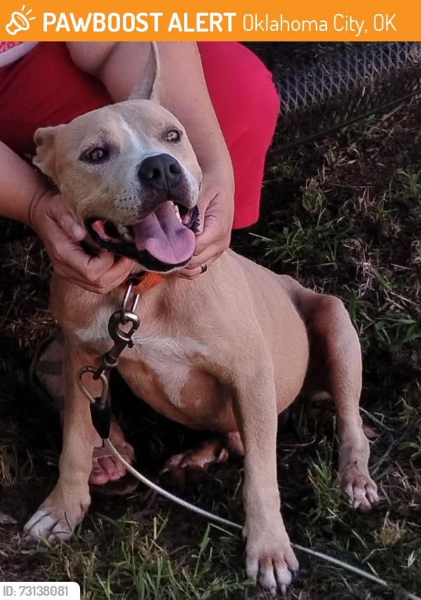 Found/Stray Male Dog last seen The dog was found on howard drive in del City eating garbage a good Samaritan fed him and took him to find help she just happened across my husband and I at the local pantry where after telling us her story asked if we'd take him and help him so I did., Midwest City, OK 73110