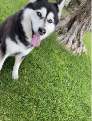 Reunited Female Dog last seen Green Valley neighborhood north of Slater, Fountain Valley, CA 92708