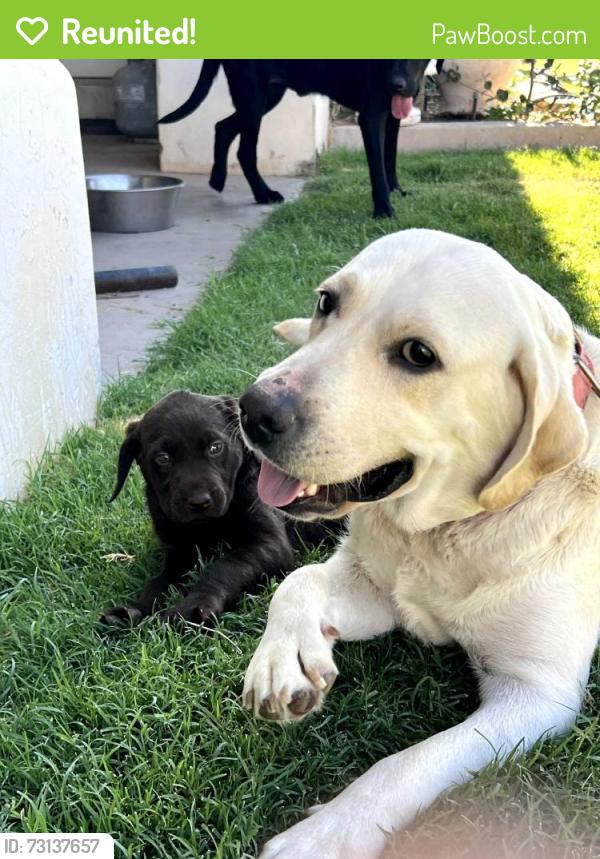Reunited Female Dog last seen Near E. Chestnut Queen Creek, AZ, Queen Creek, AZ 85142