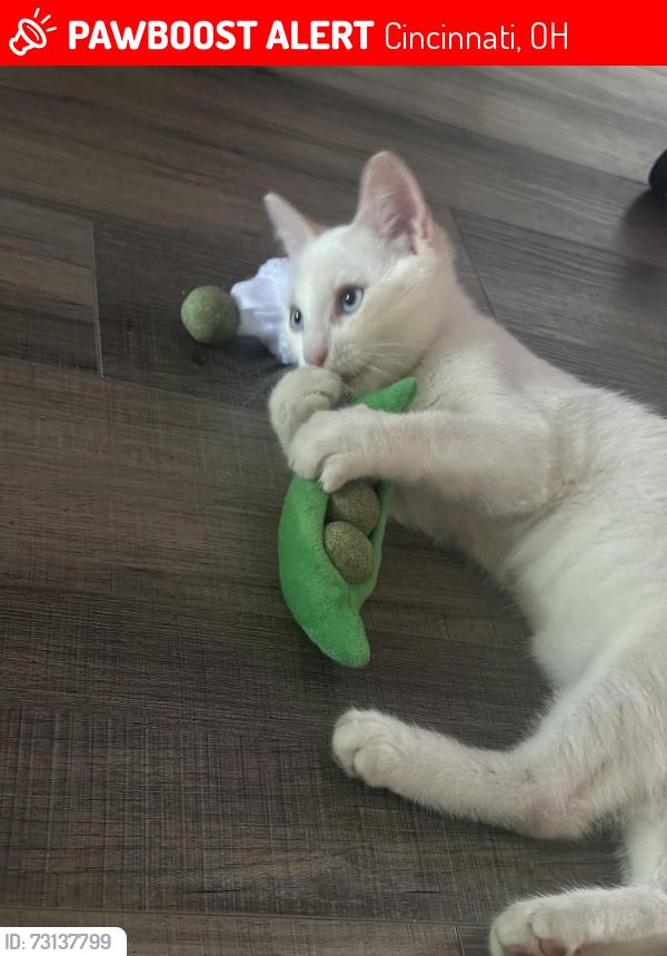 Lost Male Cat last seen Bellune and Meredith, Cincinnati, OH 45231