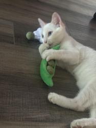 Lost Male Cat last seen Bellune and Meredith, Cincinnati, OH 45231