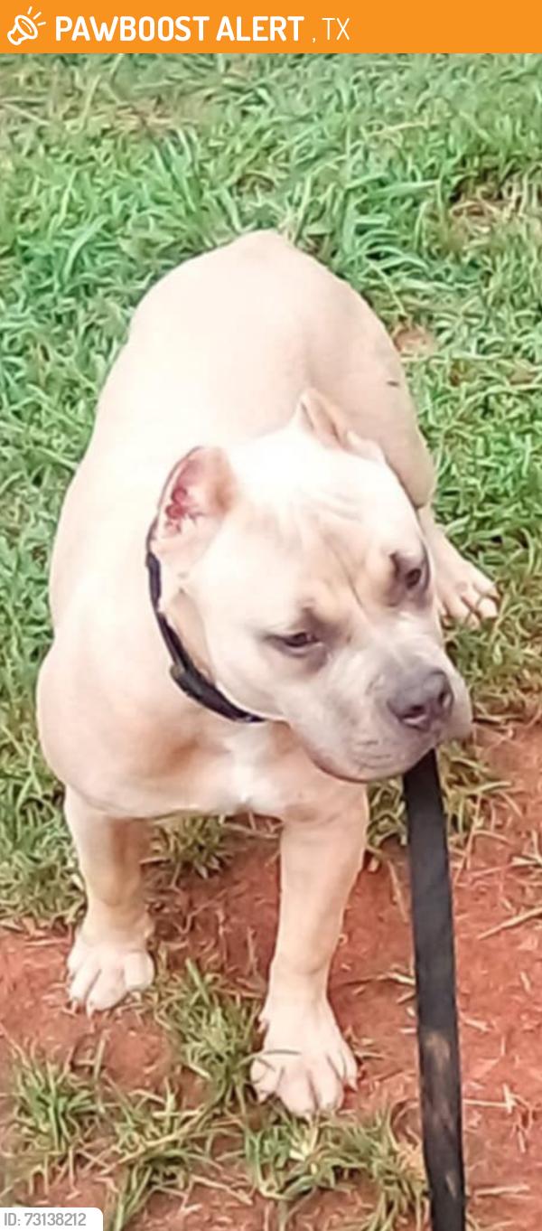 Found/Stray Female Dog last seen Found on rd in texas, Winters, TX 79567
