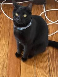 Lost Male Cat last seen Champlain ave, Mechanicville, NY 12118