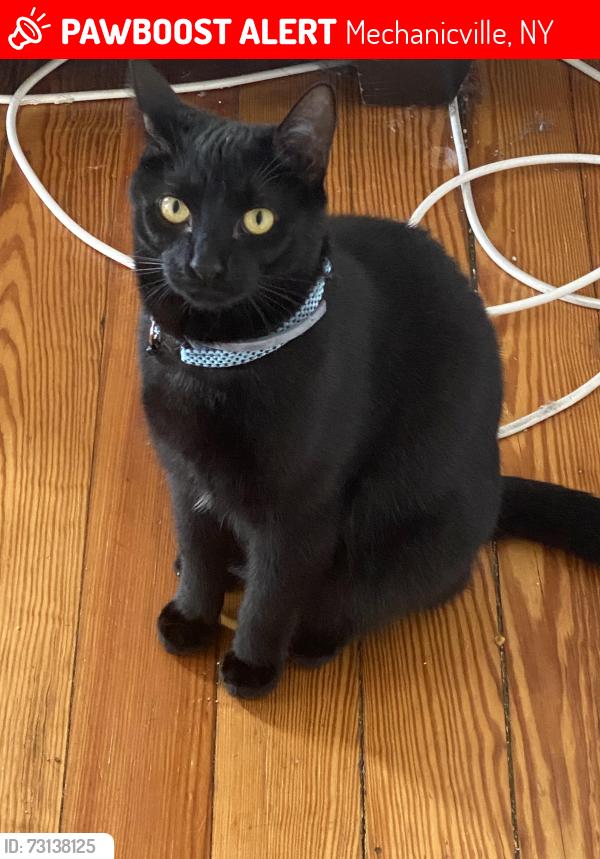 Lost Male Cat last seen Champlain ave, Mechanicville, NY 12118