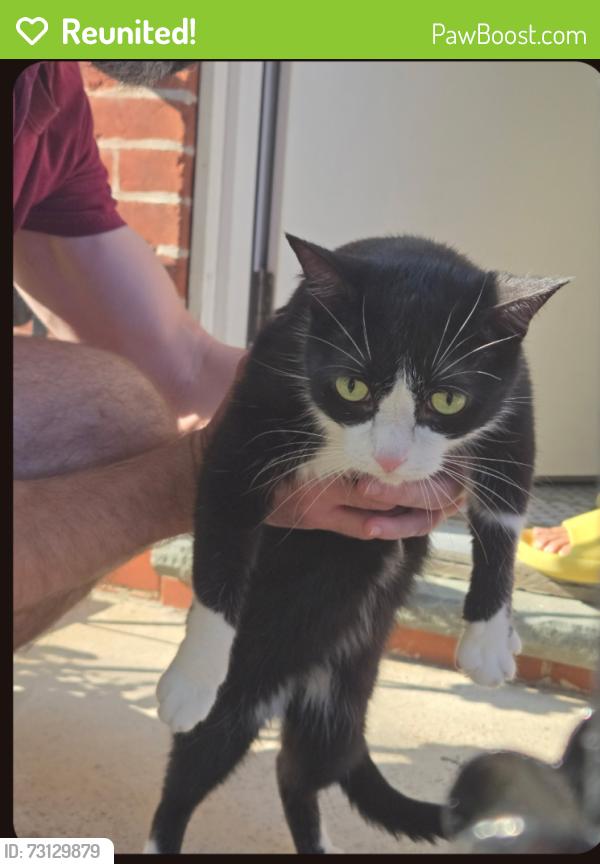 Reunited Unknown Cat last seen 6th and reed, Philadelphia, PA 19147