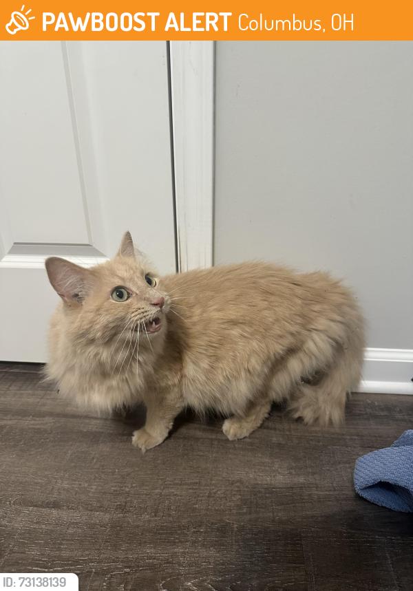 Found/Stray Male Cat last seen Miller Ave and Bryden Road, Columbus, OH 43205