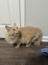 Found/Stray Male Cat last seen Miller Ave and Bryden Road, Columbus, OH 43205