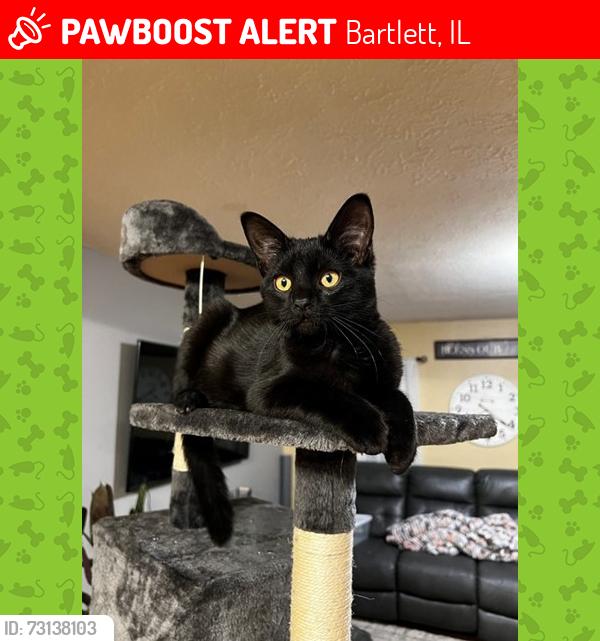 Lost Male Cat last seen On Sundance Drive, between Castlewood and Tallgrass, Bartlett, IL 60103