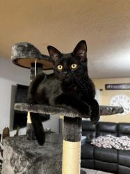 Lost Male Cat last seen On Sundance Drive, between Castlewood and Tallgrass, Bartlett, IL 60103